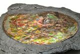 Brilliant Red Ammonite Preserved In Precious Ammolite #222716-5